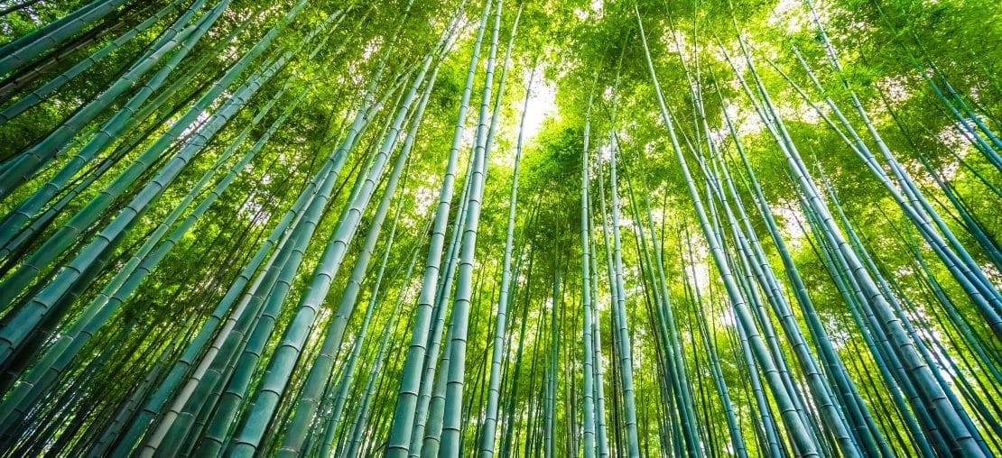 Palito e Espeto de Bambu